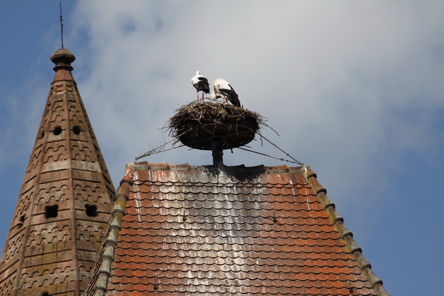 Cicogne a Munster - Storks in Munster
